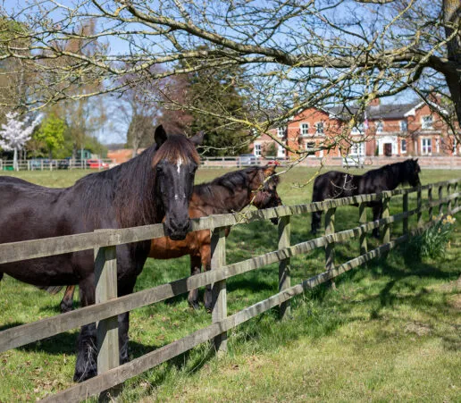 Sotwell Hill House grounds with horses